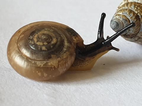 Endemic Azores snail